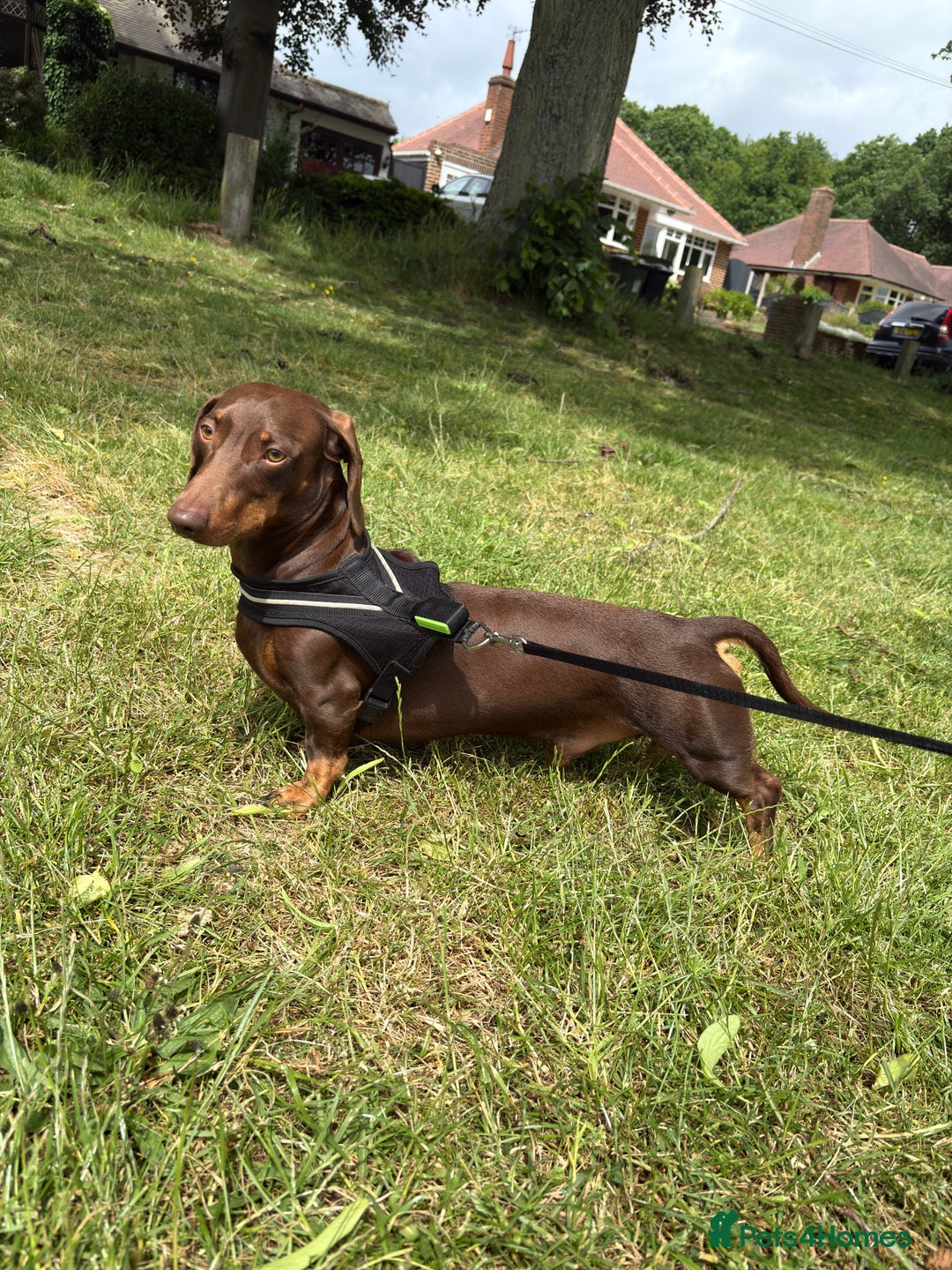 Miniature Dachshund dogs for stud: Chocolate and Tan Miniature Dachshund stud in Walsall - Image 2