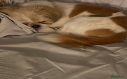 Shih Tzu dogs for sale: 🐾 Sweet Shih Tzu Looking for a Loving Home 🐾 - Image 11