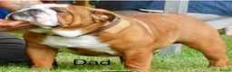 English Bulldog dogs for sale: KC British Bulldog Puppies - Advert 13