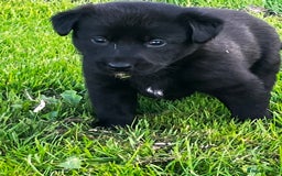 Borador dogs for sale: Collie X Labrador Puppies  - Image 7