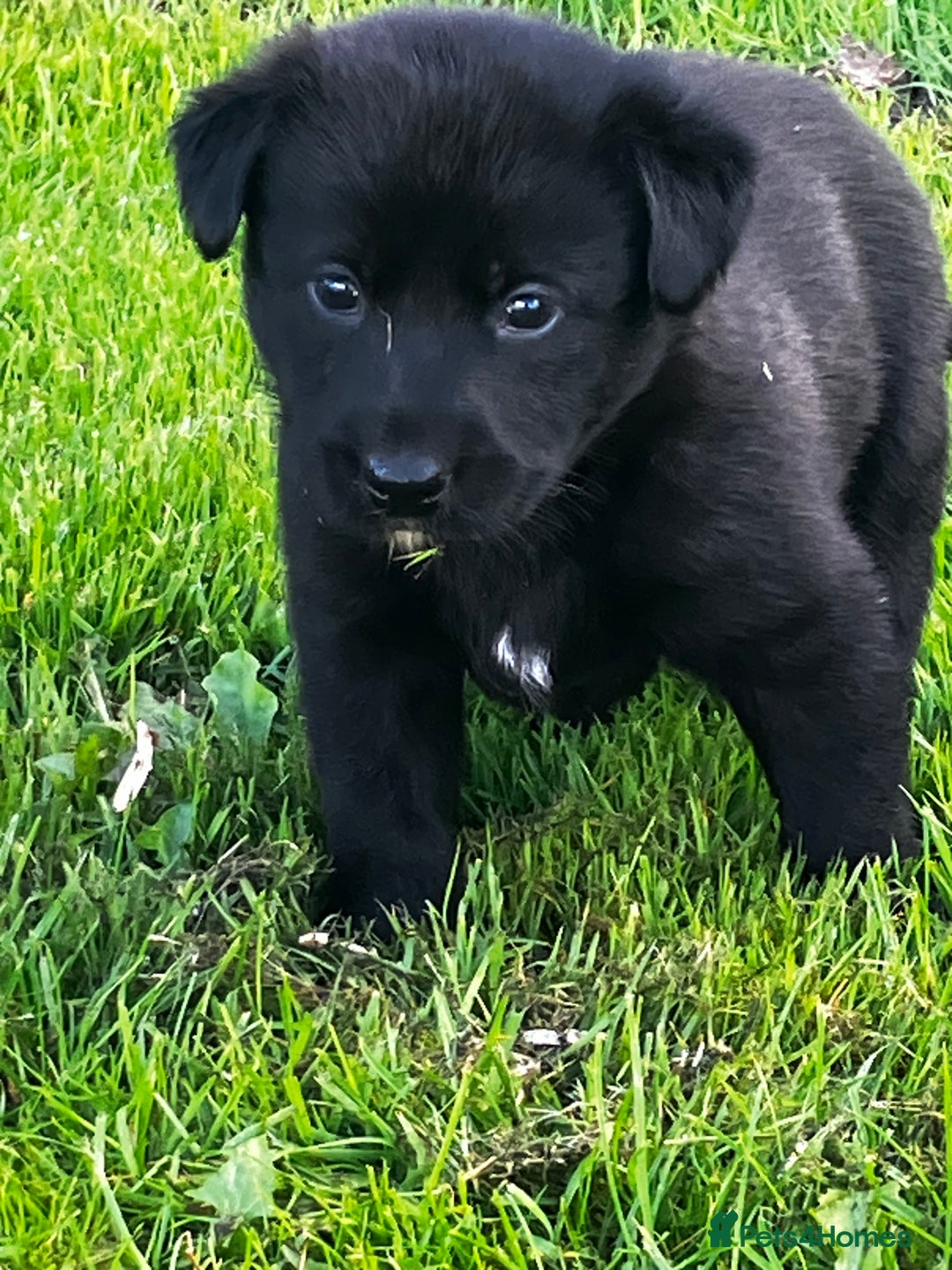 Borador dogs for sale: Collie X Labrador Puppies  - Image 7