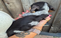 Miniature Dachshund dogs for sale: Miniature smooth dachshund puppies  - Image 7