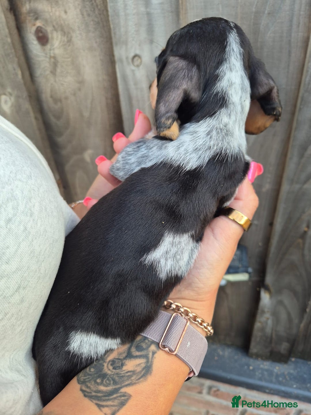 Miniature Dachshund dogs for sale: Miniature smooth dachshund puppies  - Image 7