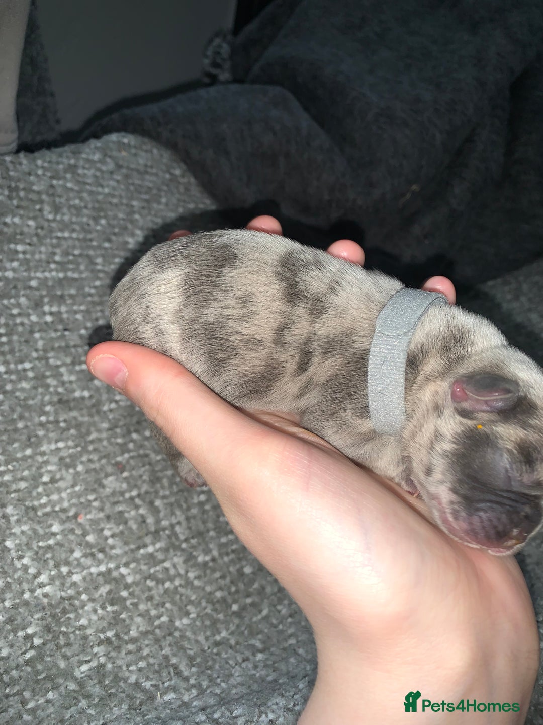 French Bulldog dogs for sale: French bulldog puppies for sale!!  - Image 12