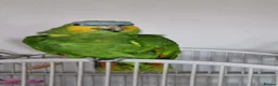 Parrots birds for sale: Amazon orange wing parrot  - Advert 2