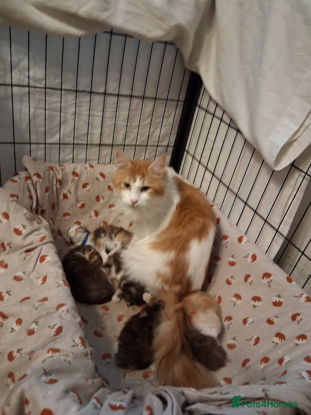 Maine Coon cats for stud: STUNNING SILVER MAINECOON FOR STUD - Advert 13