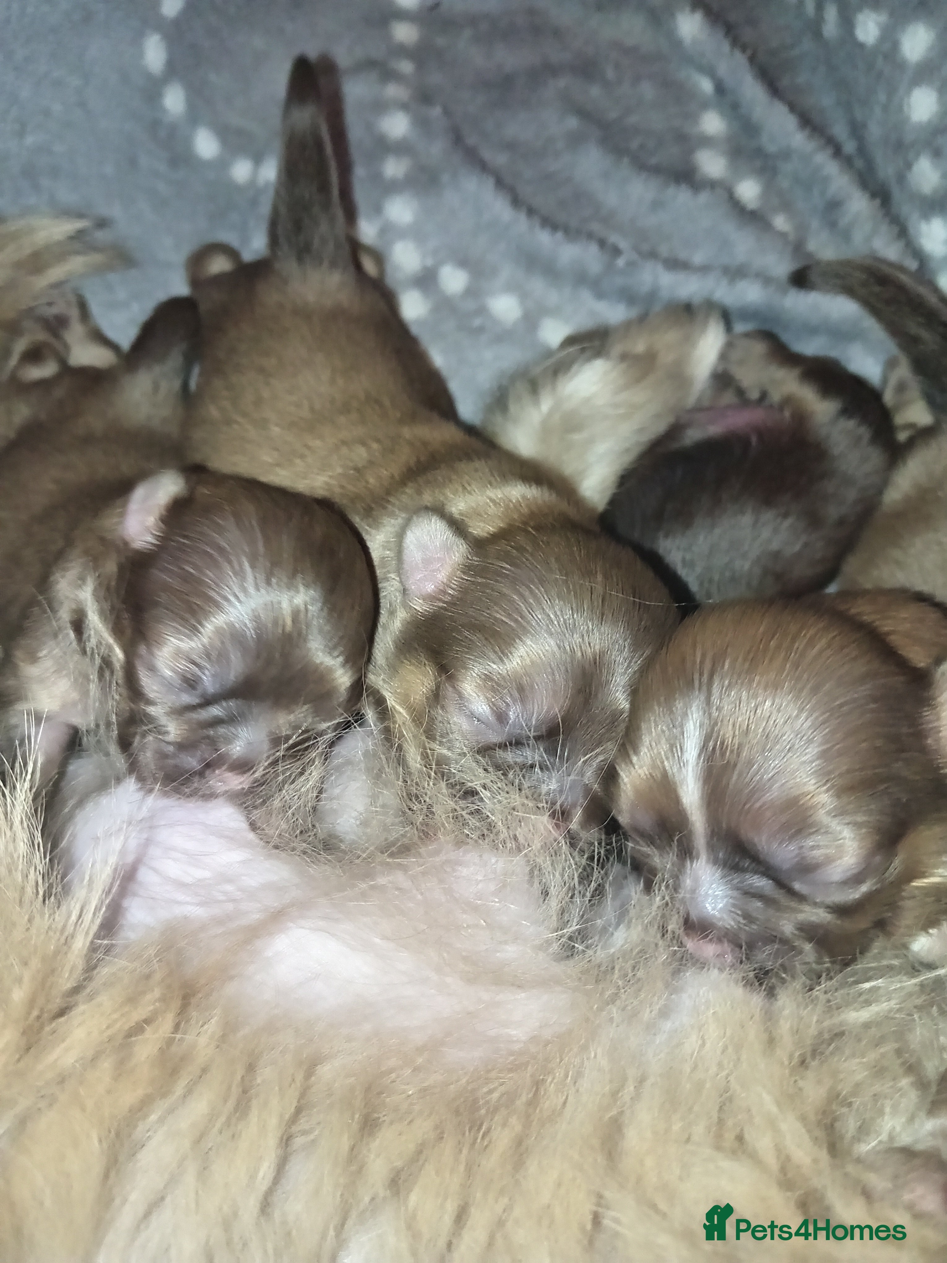 Shih Tzu dogs Colilo pups - Advert 2