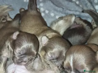 Shih Tzu dogs Colilo pups - Advert 2