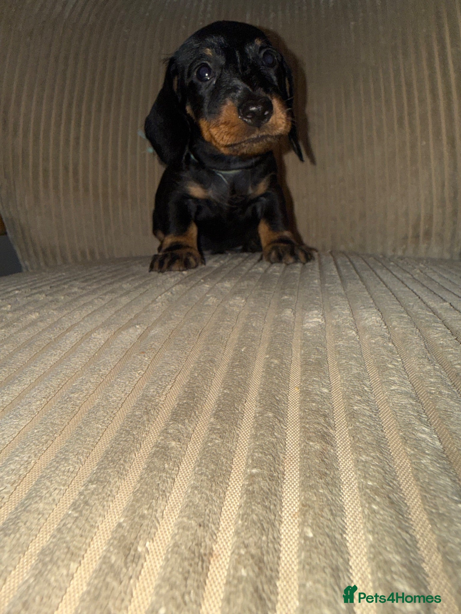 Miniature Dachshund dogs Last little miniature wiredhaired male  - Advert 9