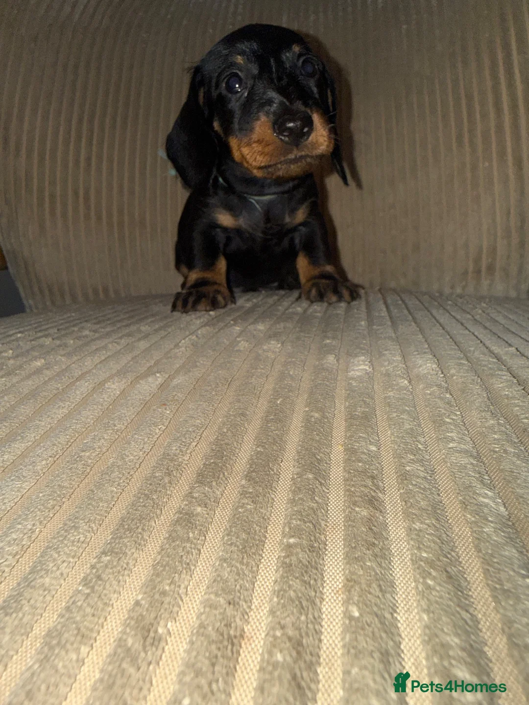 Miniature Dachshund dogs for sale: Last little miniature wiredhaired male  - Advert 1