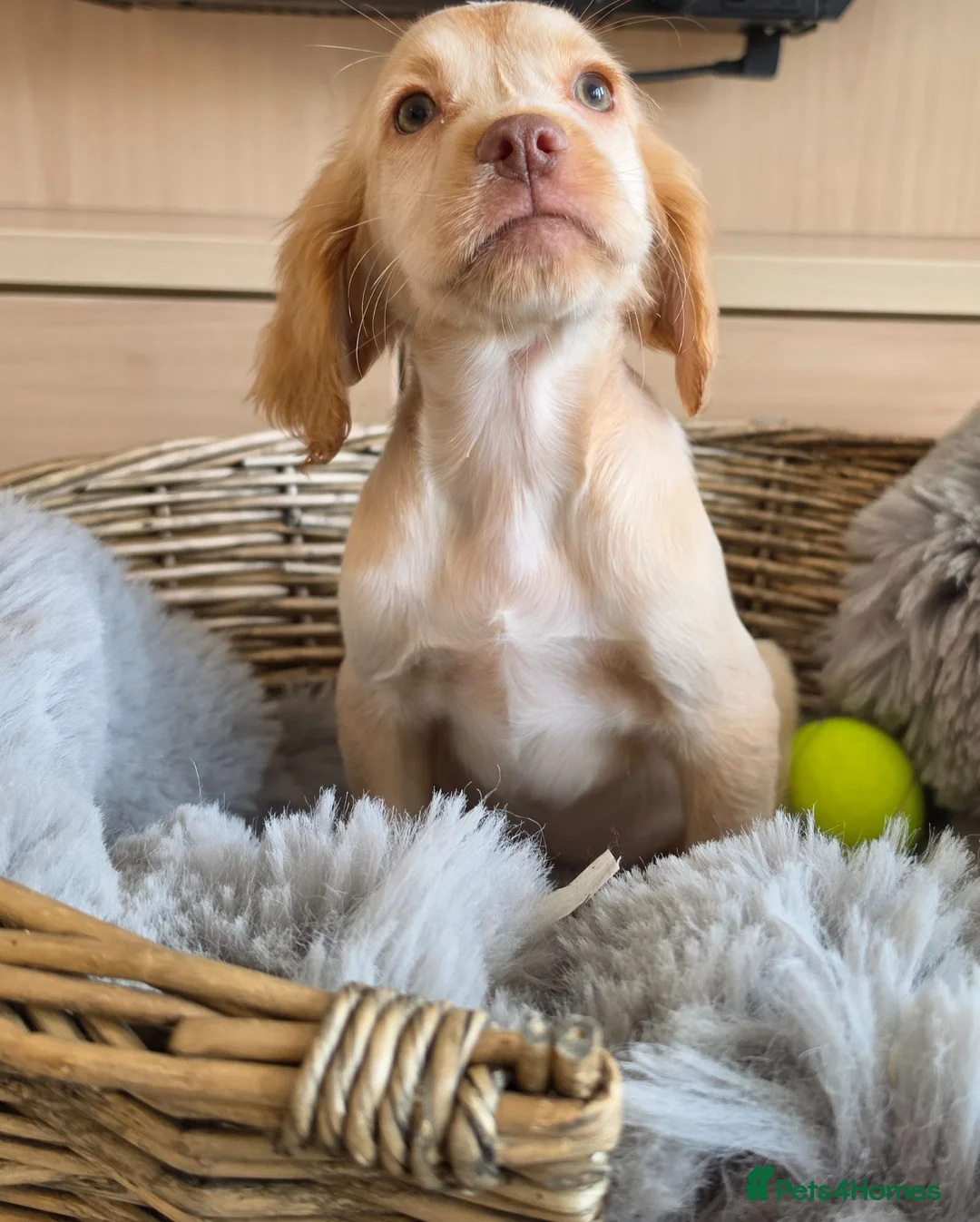 Cocker Spaniel dogs for sale: Working type Cocker spaniels- ready to leave now! - Advert 1