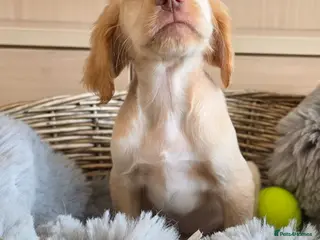 Cocker Spaniel dogs Working type Cocker spaniels- ready to leave now! - Advert 1
