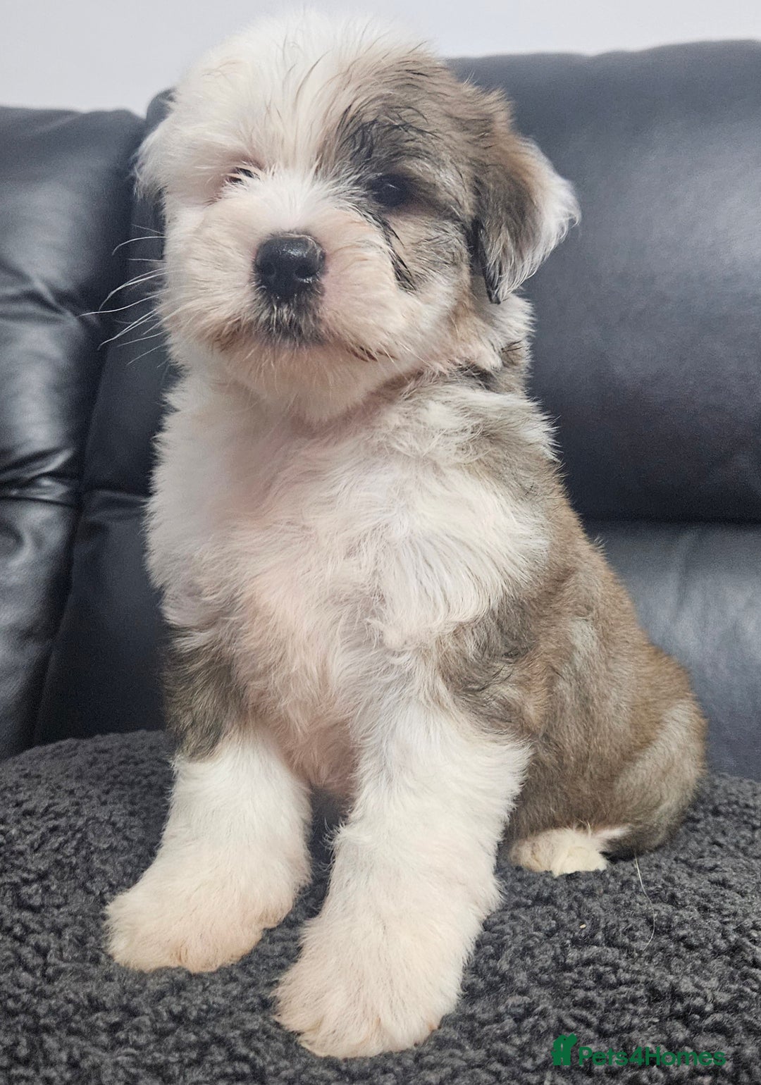Tibetan Terrier dogs for sale: STUNNING TIBETAN TERRIER GIRL - Advert 3