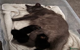 Mixed Breed cats for sale: Bonded brother and sister to go together!  - Image 4
