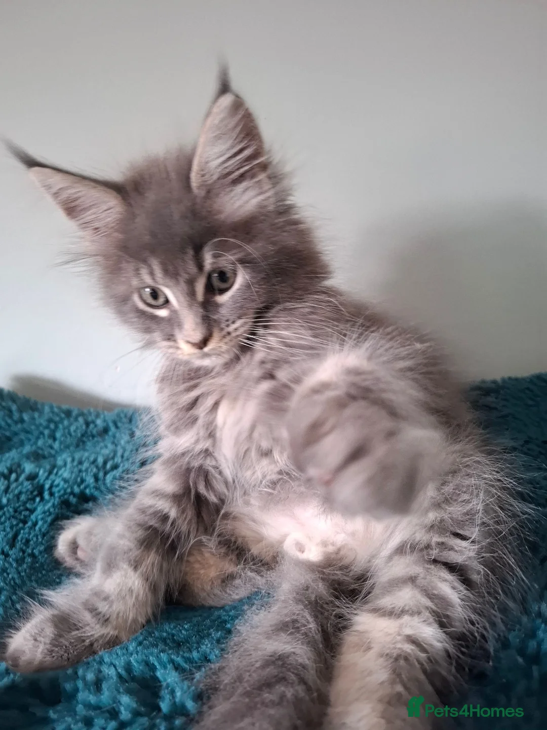 Maine Coon cats for sale: Tica registered Maine coon kittens - Advert 1