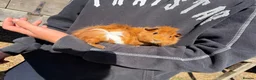 Guinea Pig rodents for sale: guinea pigs for sale  in Beccles - Advert 8