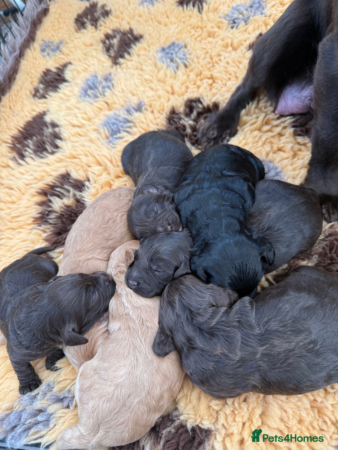 Cockapoo dogs for sale: F1 Cockerpoo Puppies For Sale  - Advert 4