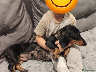 Miniature Dachshund dogs Fully vaccinated smooth heared dachound - Advert 17