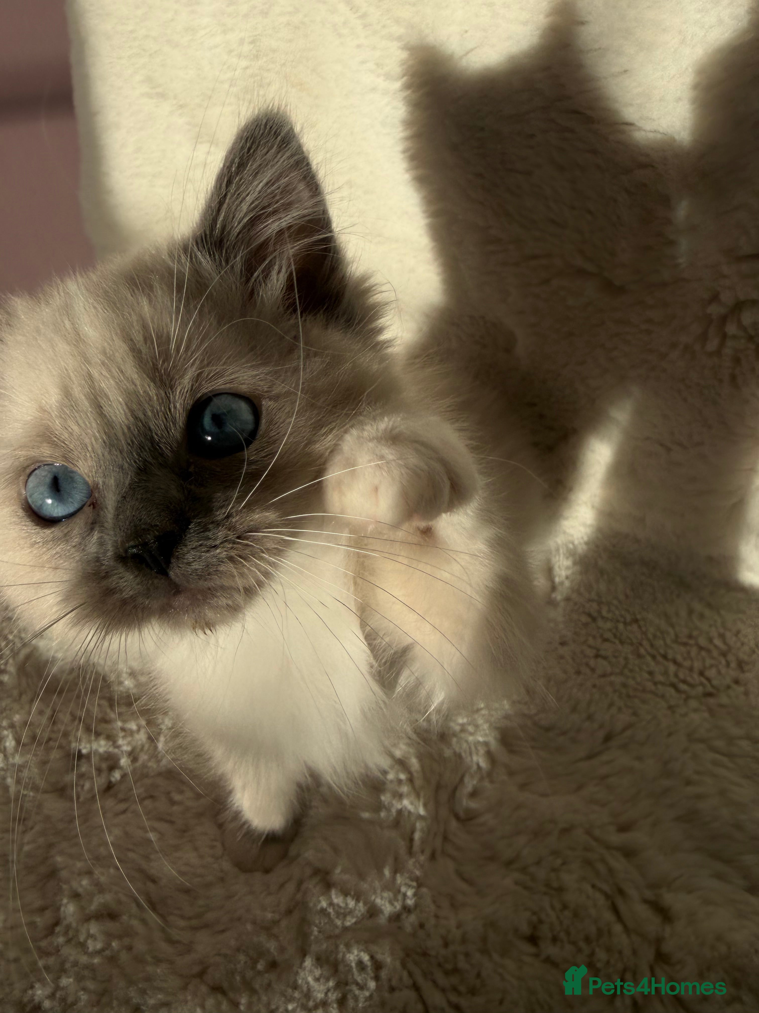 Ragdoll cats 2x GCCF Ragdoll kittens (male & female) available - Advert 1