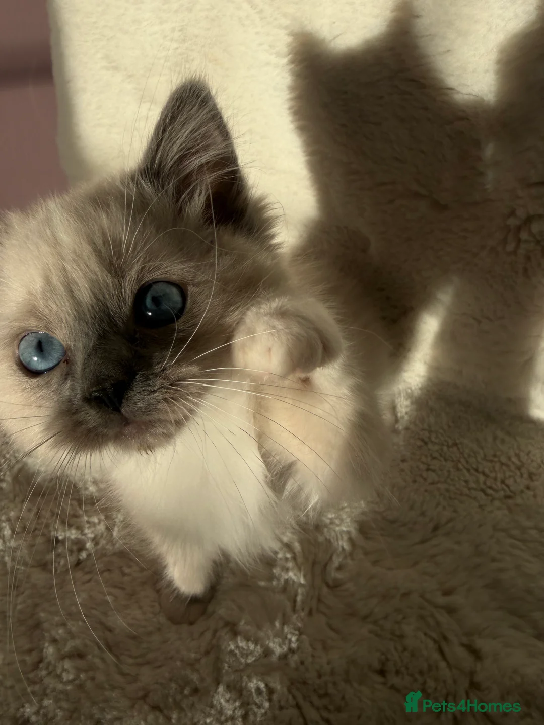Ragdoll cats for sale: 2x GCCF Ragdoll kittens (male & female) available - Advert 2