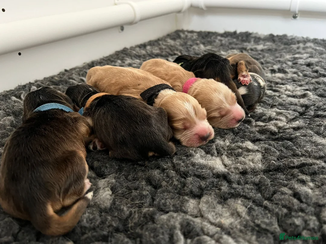 Cocker Spaniel dogs for sale: Exceptional Health Tested Show Cocker Spaniel - Advert 21