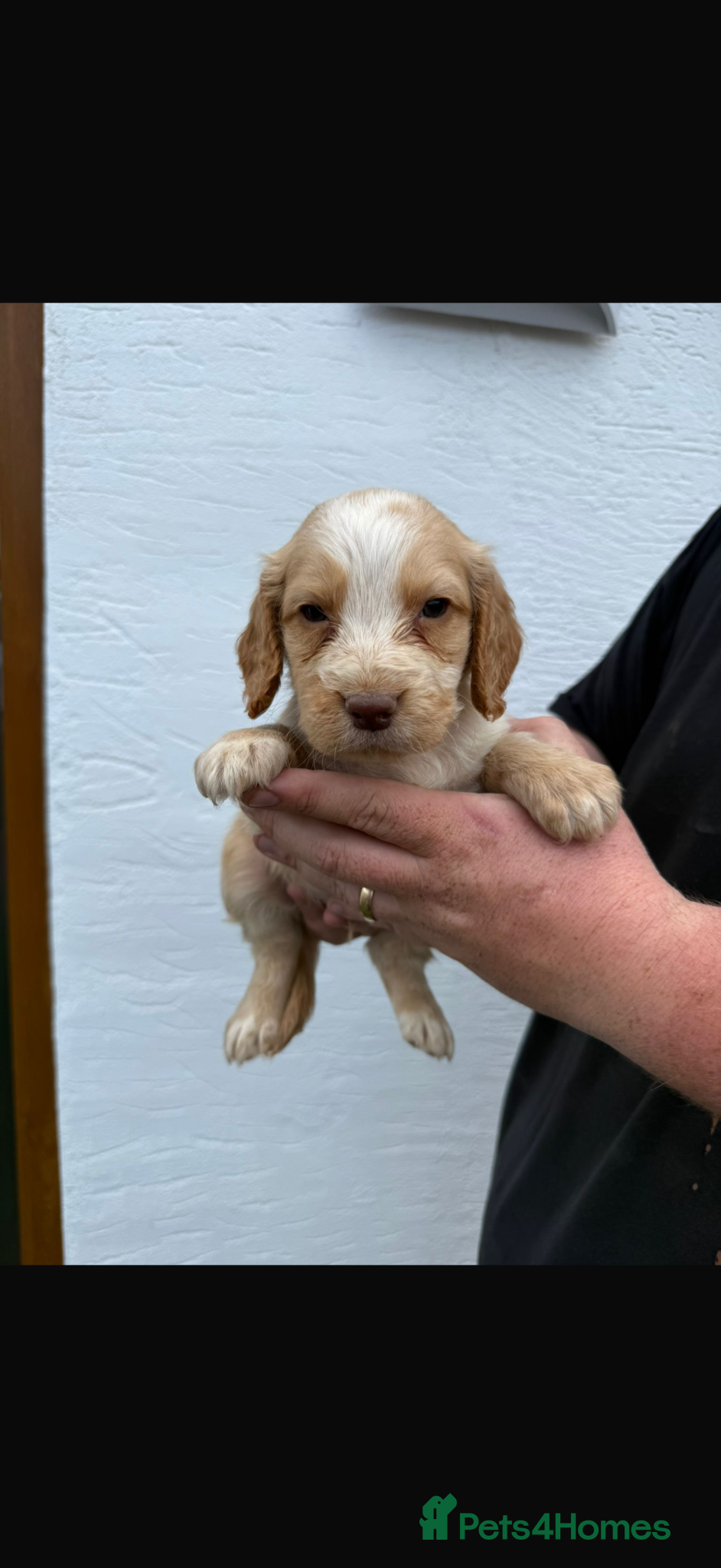 Cocker Spaniel dogs Gold cocker spaniel puppys - Advert 6