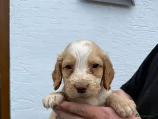 Cocker Spaniel dogs Gold cocker spaniel puppys - Advert 6