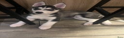Siberian Husky dogs for sale: Siberian Husky puppies  - Advert 35