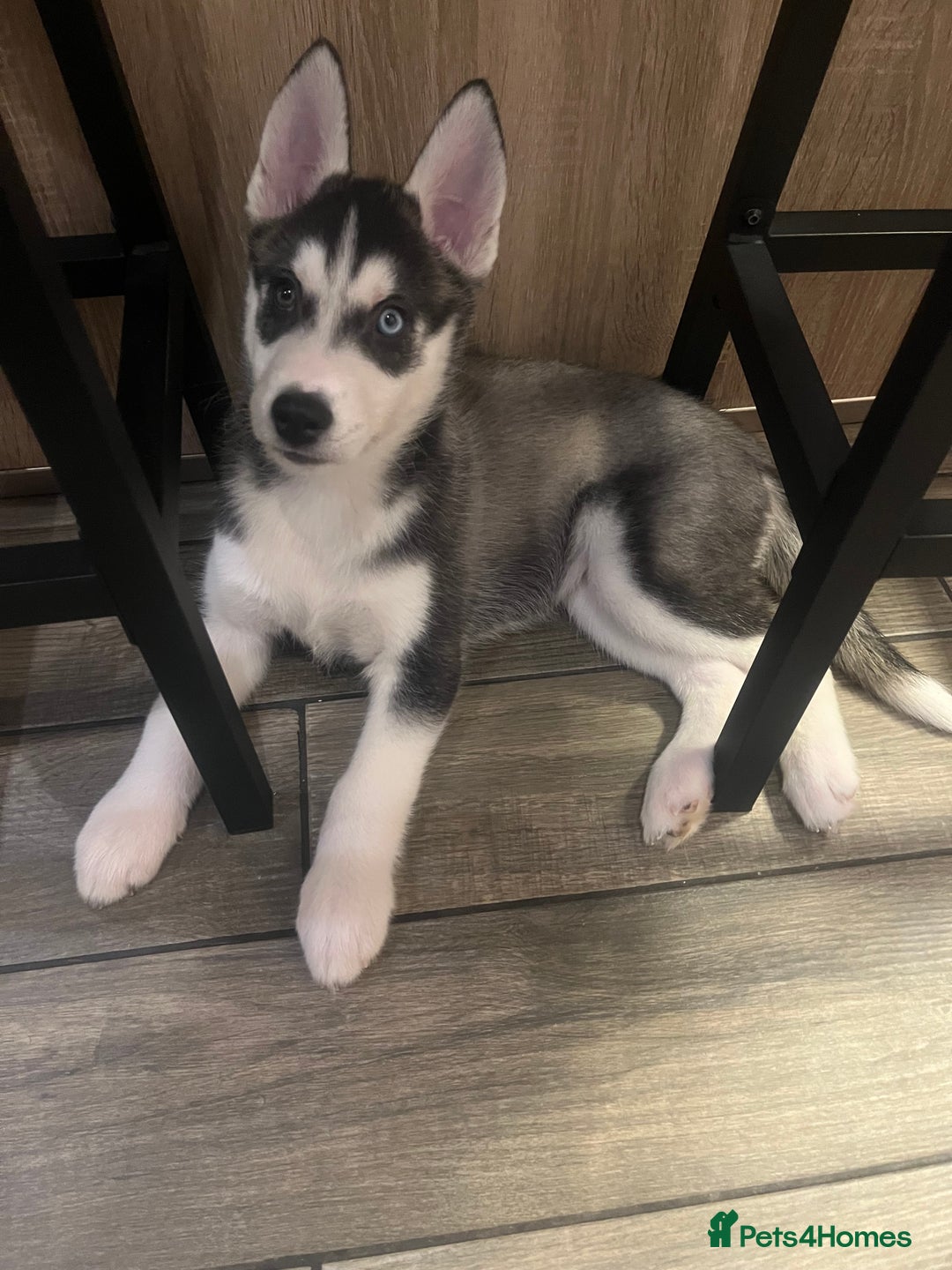 Siberian Husky dogs for sale: Siberian Husky puppies  - Advert 35