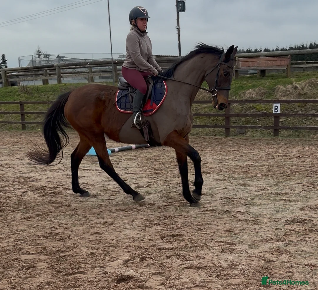 Irish Thoroughbred horses for sale: 10 yr old school mistress  - Advert 16