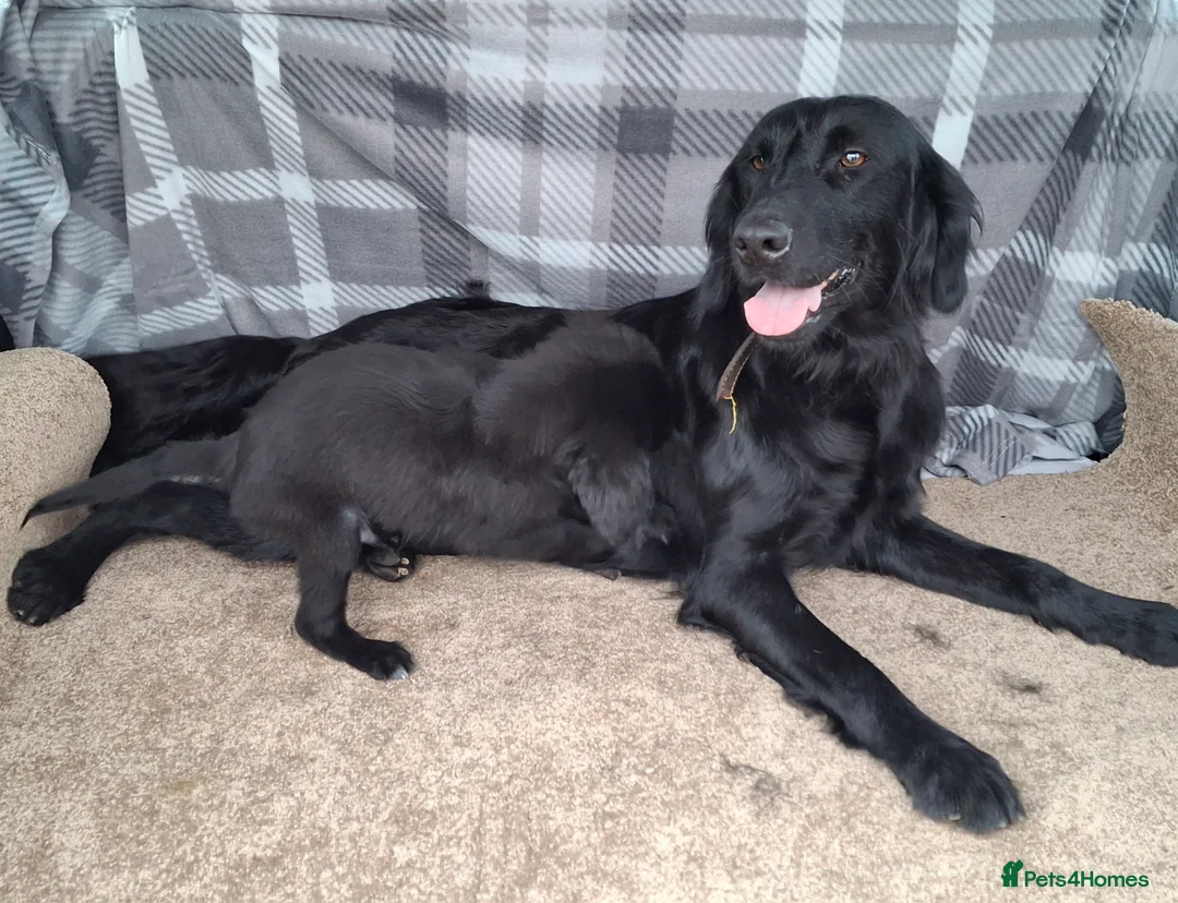 Mixed Breed dogs for sale: flat coated retriever x golden retriever puppies. - Advert 2