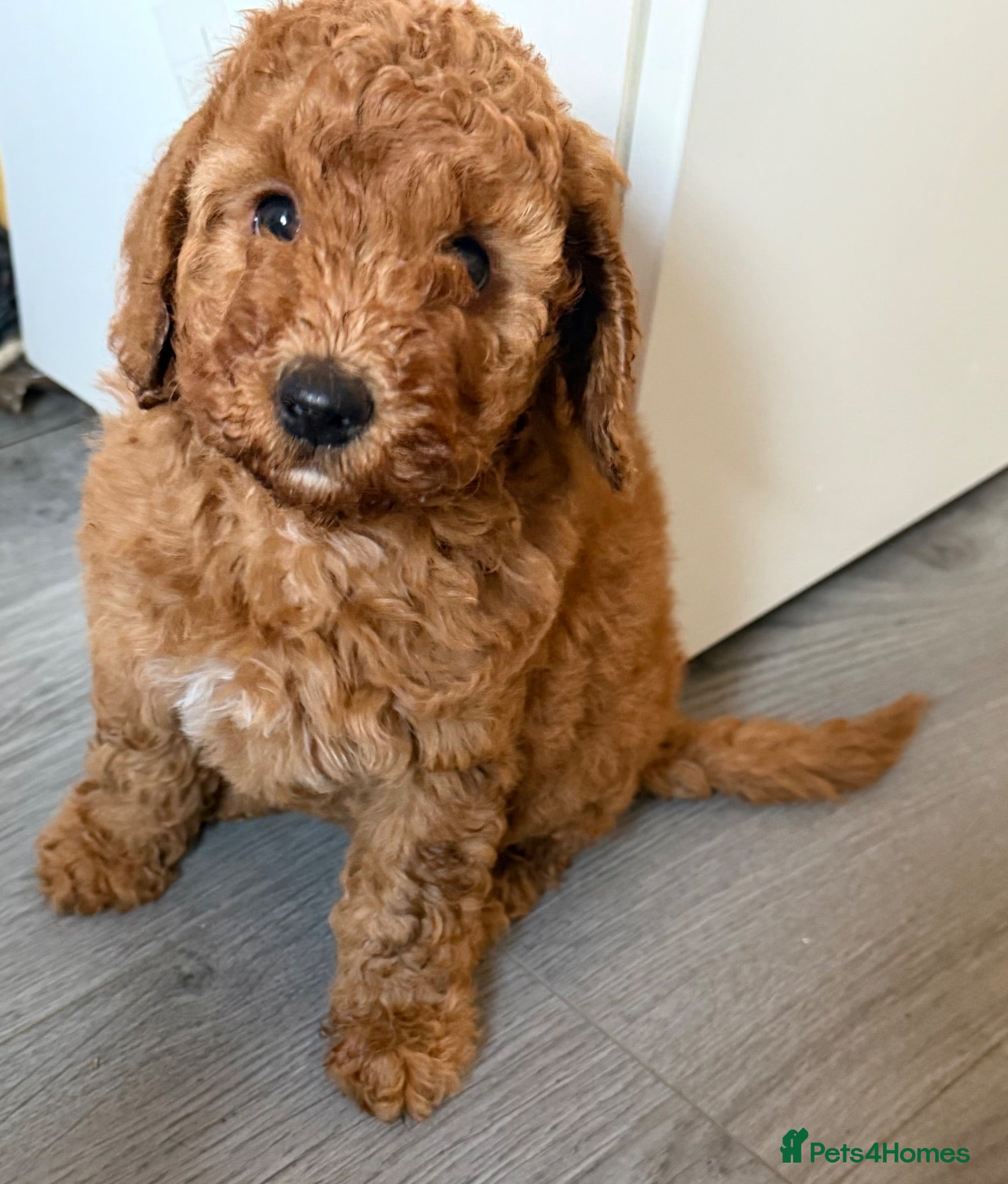 Cockapoo dogs Beautiful f1b cockapoos 1 girl 2 boys left  - Advert 1