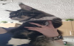 Maine Coon cats for sale: Gorgeous Male Maine Coon  - Image 7