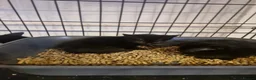 Mixed Breed cats for sale: Black cats  - Advert 11
