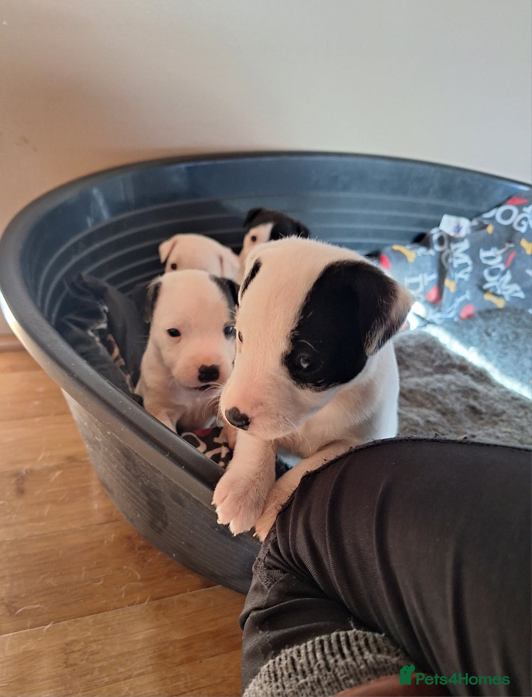 Jack Russell dogs for sale: Beautiful Jack Russell Puppies for sale  - Image 2
