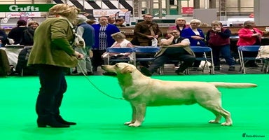 Labrador Retriever dogs - Advert 2