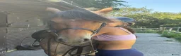 Connemara horses for sale: Registered Connemara gelding not to be missed  - Advert 10
