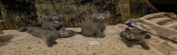Russian Blue cats for sale: **TICA full pedigree Russian Blue kittens - Advert 20