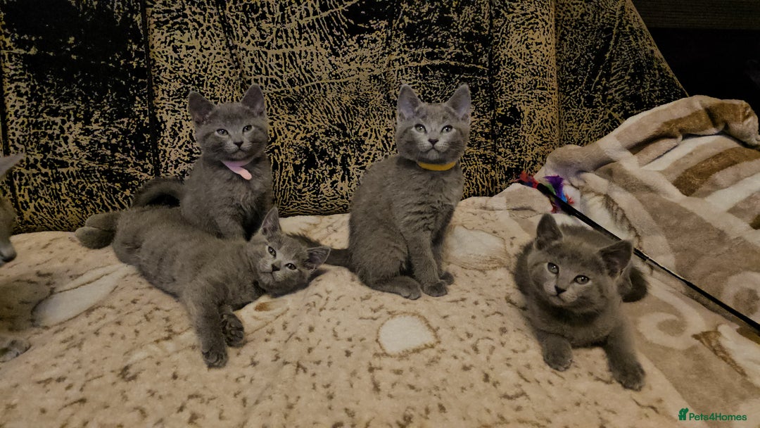 Russian Blue cats for sale: **TICA full pedigree Russian Blue kittens - Advert 20