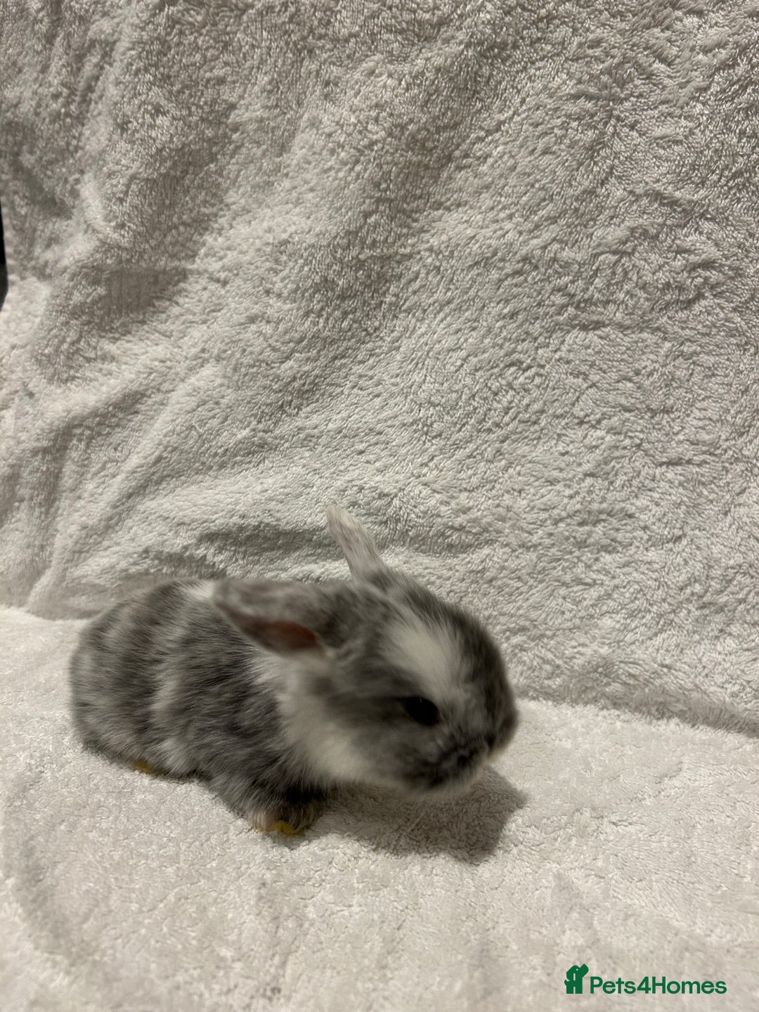 Mini Lop rabbits for sale: Pure Bred Mini Lop Baby Rabbits - Advert 16