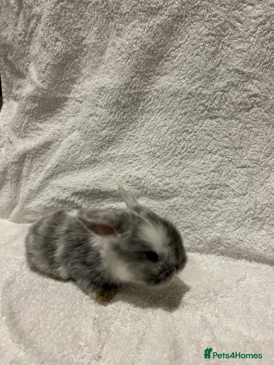 Mini Lop rabbits for sale: Pure Bred Mini Lop Baby Rabbits - Advert 16