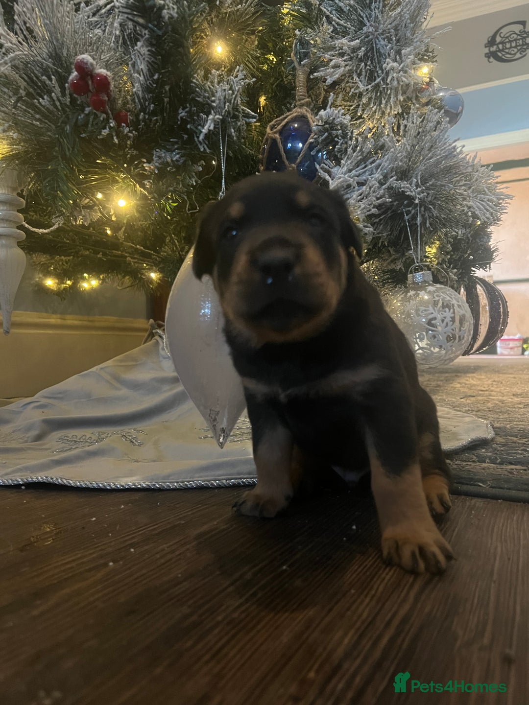 Rottweiler dogs for sale: Rottie puppies - Advert 3