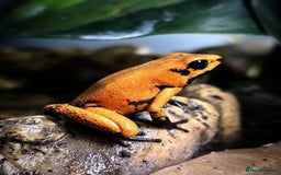Frog reptiles for sale: Group of 10 grown on Phyllobates Terribilis - Image 6