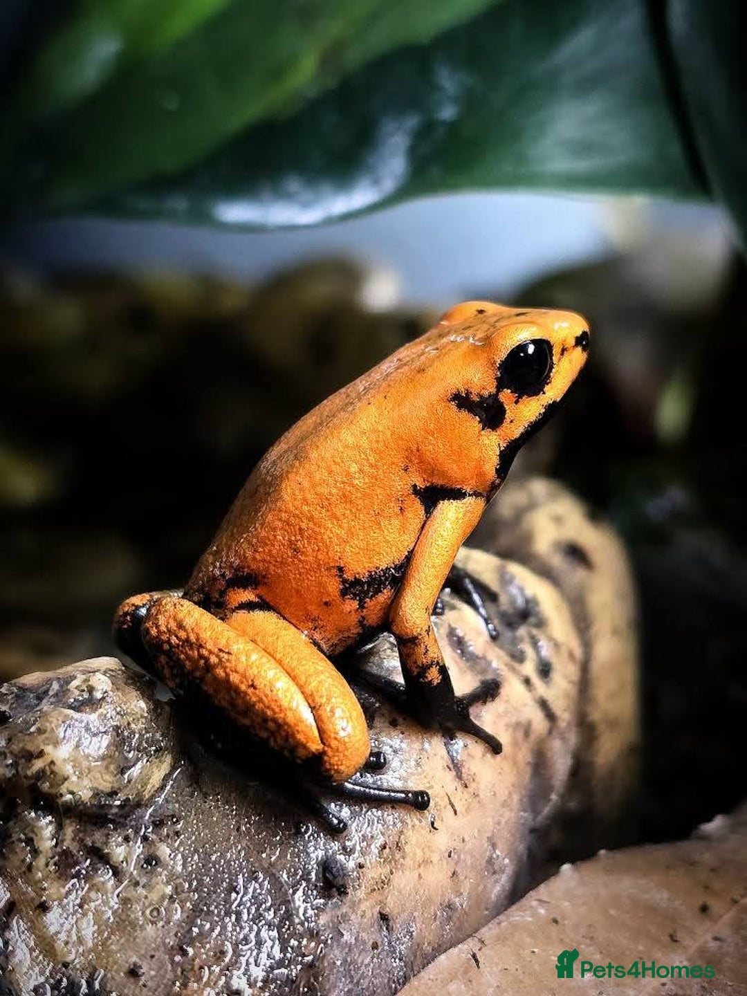 Frog reptiles for sale: Group of 10 grown on Phyllobates Terribilis - Image 6