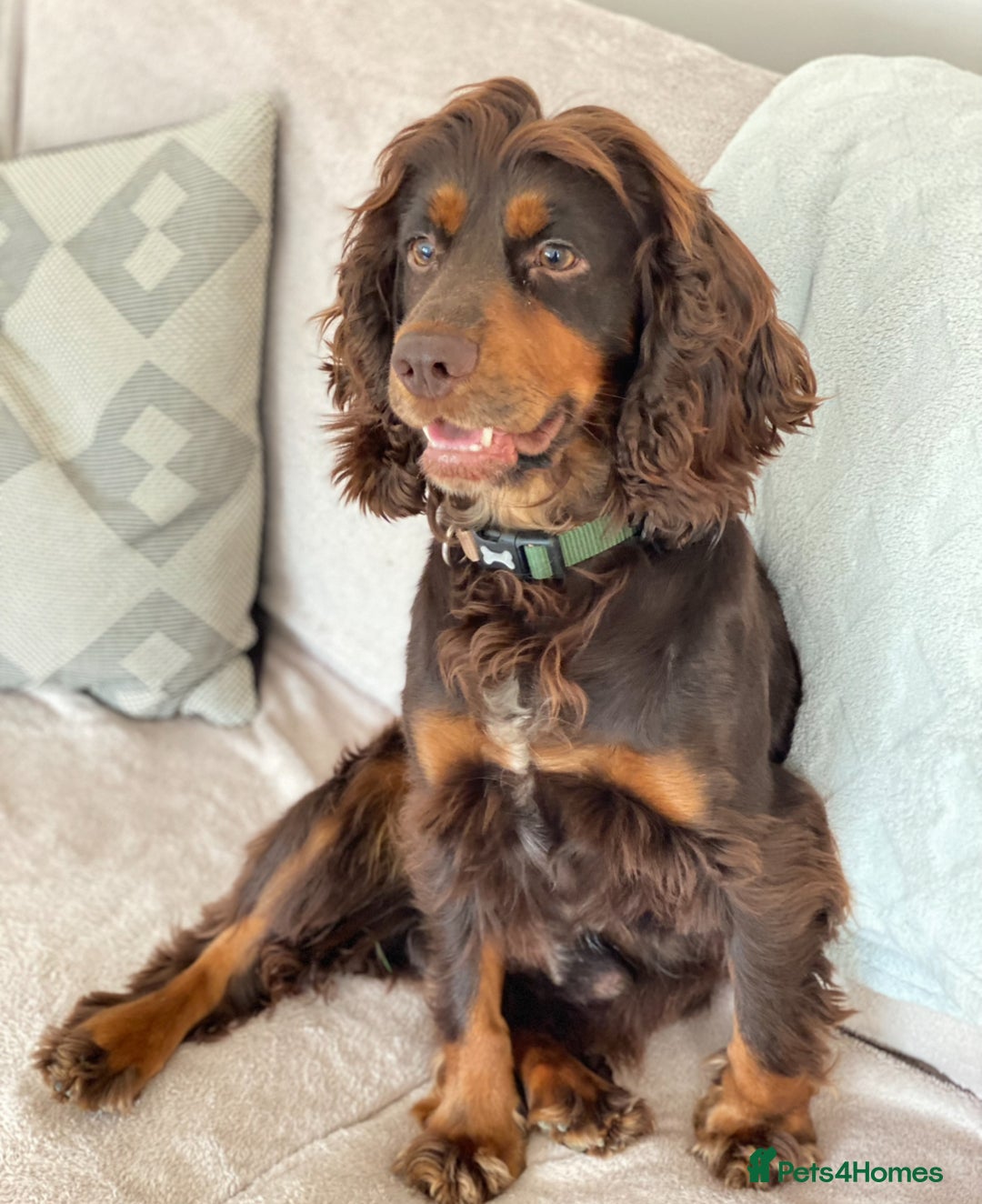Cocker Spaniel dogs for stud: KC Tri-Coloured Choc&Tan Working Cocker Spaniel - Advert 4