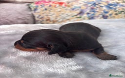 Miniature Dachshund dogs for sale: Miniature dachshund smooth hair pups  - Image 6