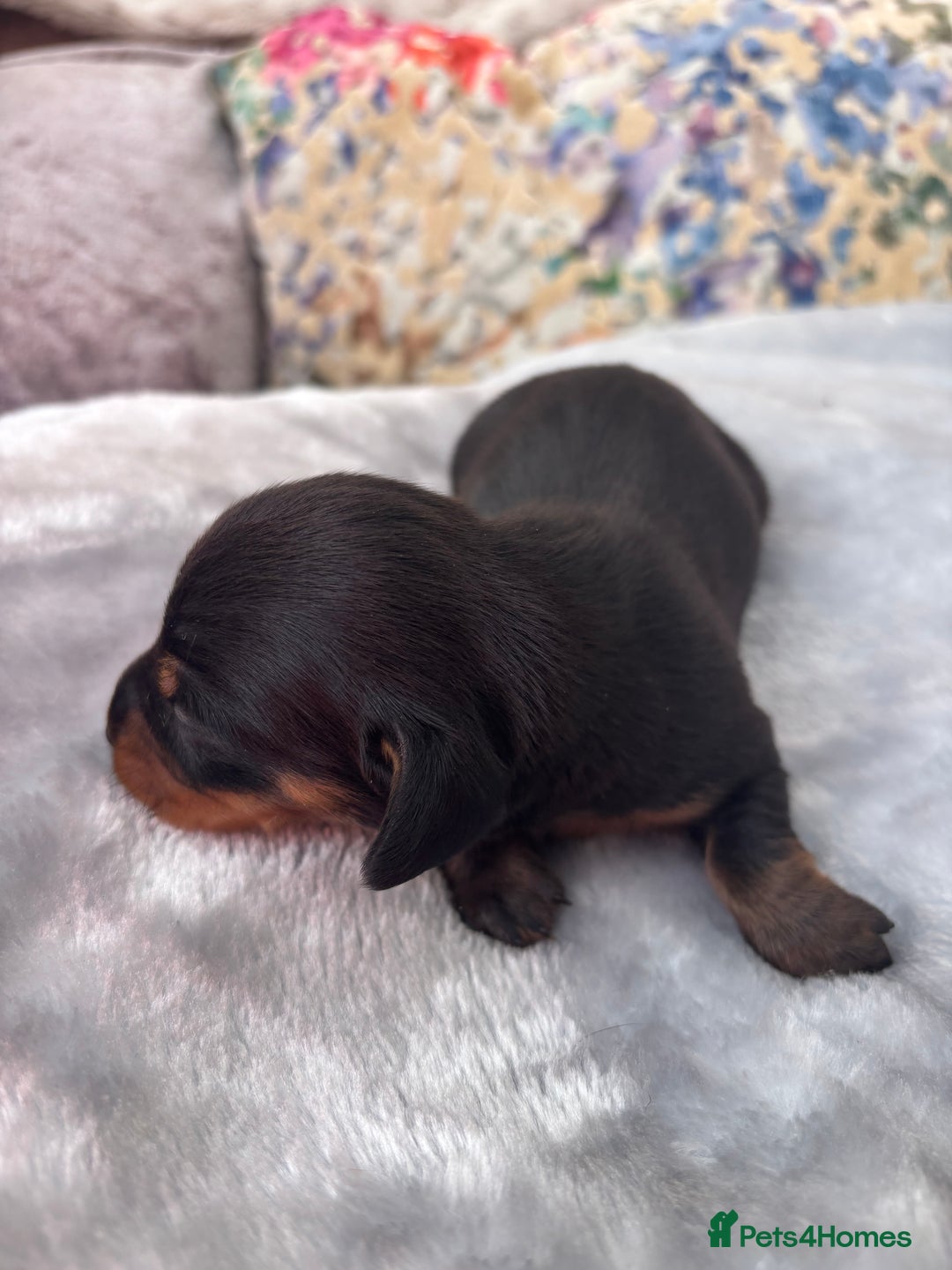 Miniature Dachshund dogs for sale: Miniature dachshund smooth hair pups  - Image 6