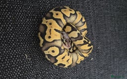 Python Snake reptiles for sale: Royal Python complete set up - Image 4