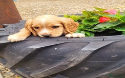 Cocker Spaniel dogs for sale: Stunning cocker spaniel puppies - Image 7
