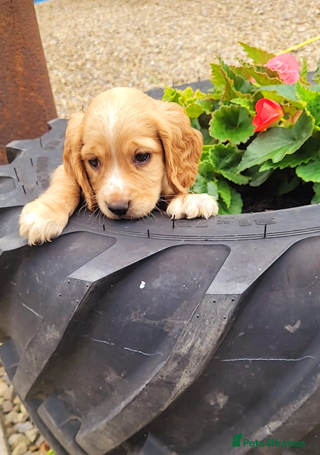 Cocker Spaniel dogs for sale: Stunning cocker spaniel puppies - Image 7